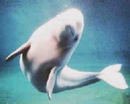 20070411142938-belugas2.jpg
