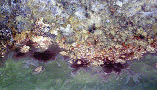 20070411213007-featuremicrobes1.jpg
