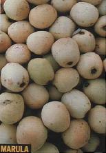 20070423225223-20070418165302-frutos-drogatas.jpg