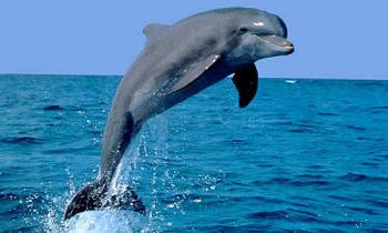 20070508211311-delfin.jpg