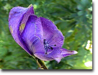 20070517163118-aconap9.jpg