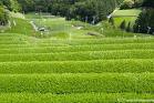 20070518111822-te-verde.jpg