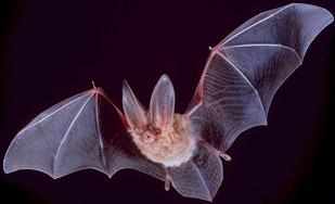 20070528103232-20070521200241-big-eared-townsend-fledermaus.jpg