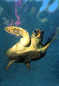 20070610165523-turtle3b.jpg