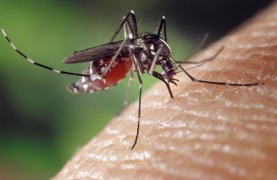 20081107184535-mosca-del-dengue.jpg