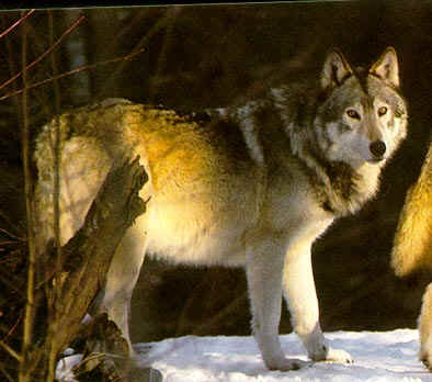 20090326141800-lobo.jpg